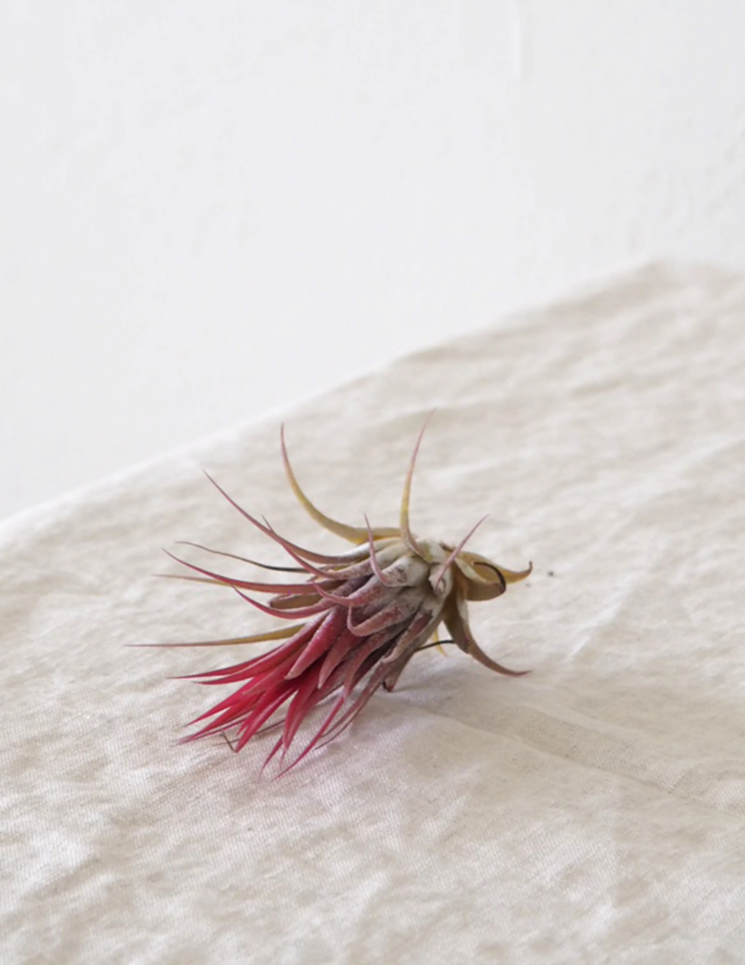 Miniaturebillede 5