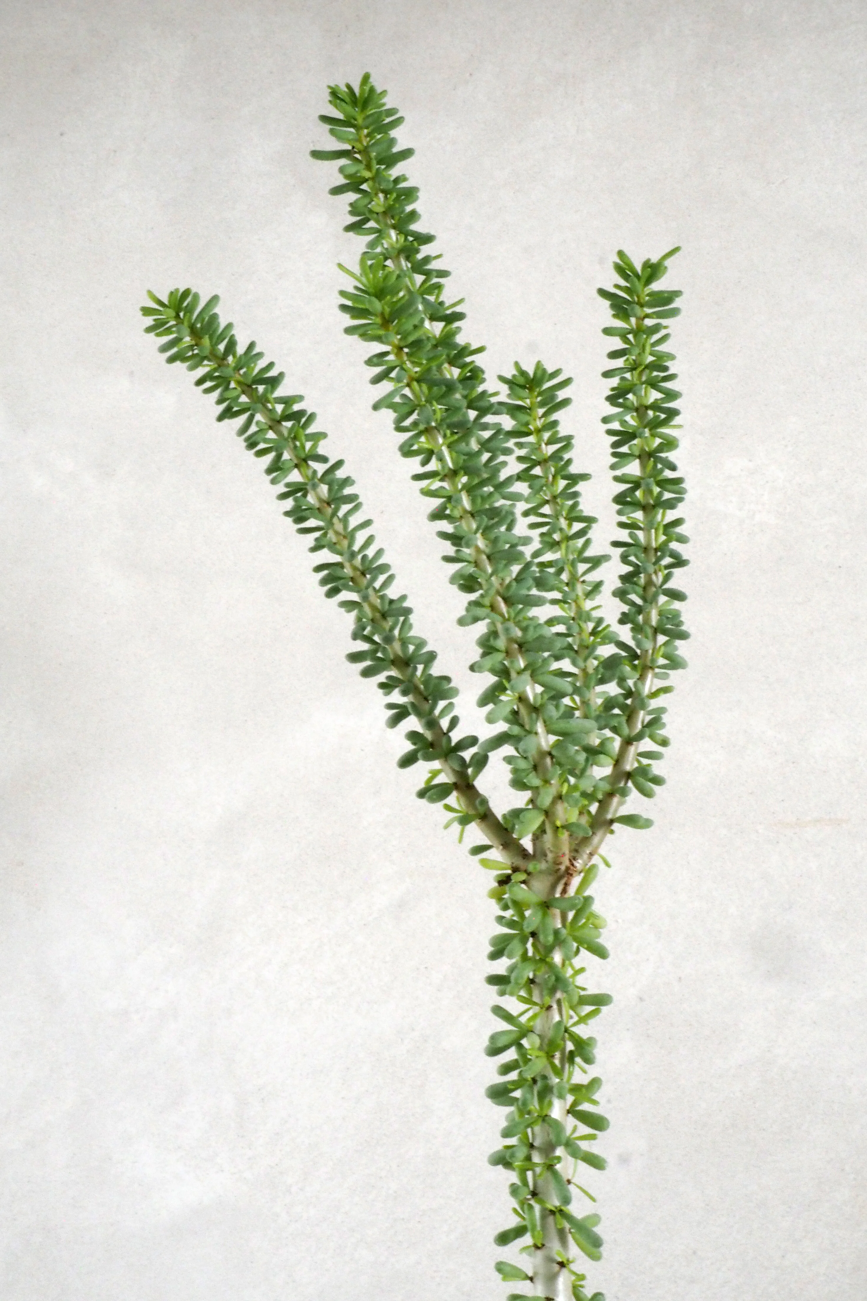 Miniaturebillede 2