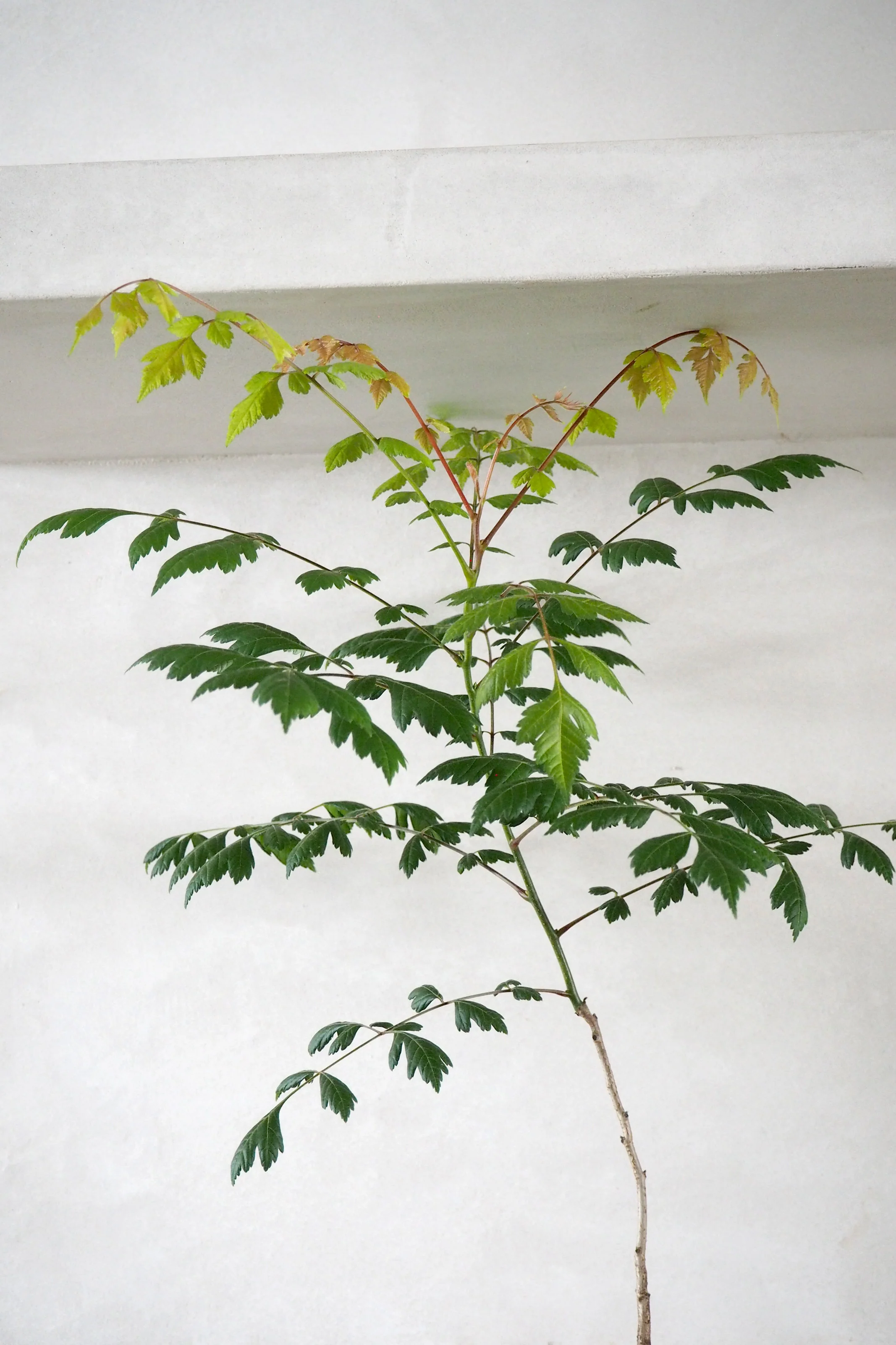 Miniaturebillede 2