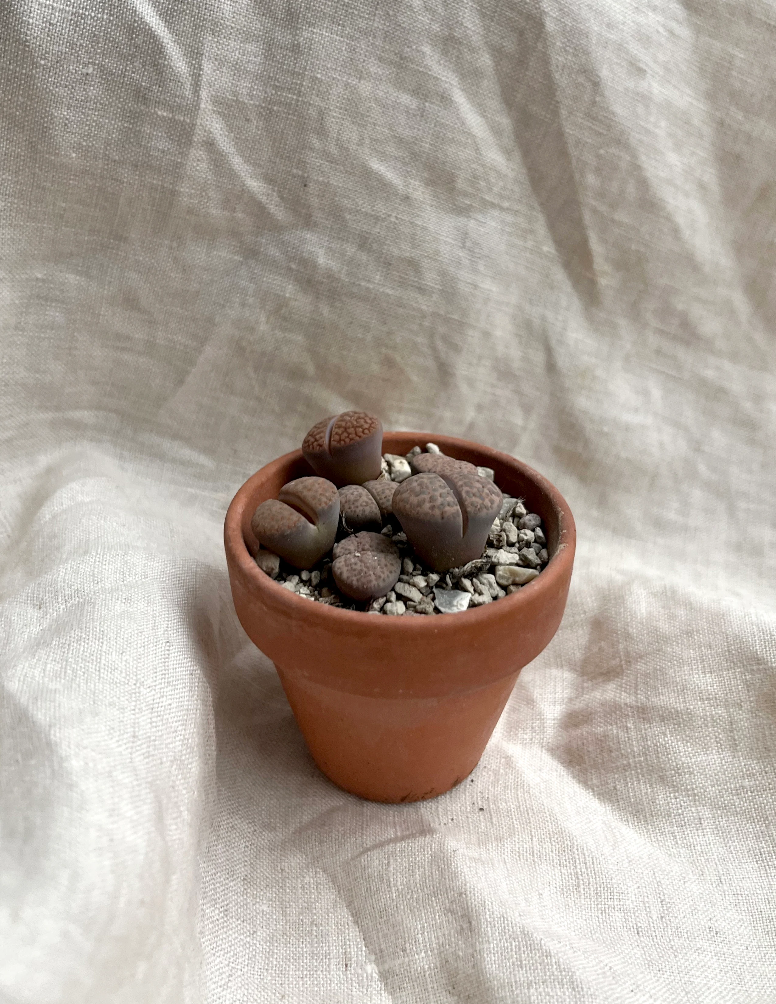 Miniaturebillede 3