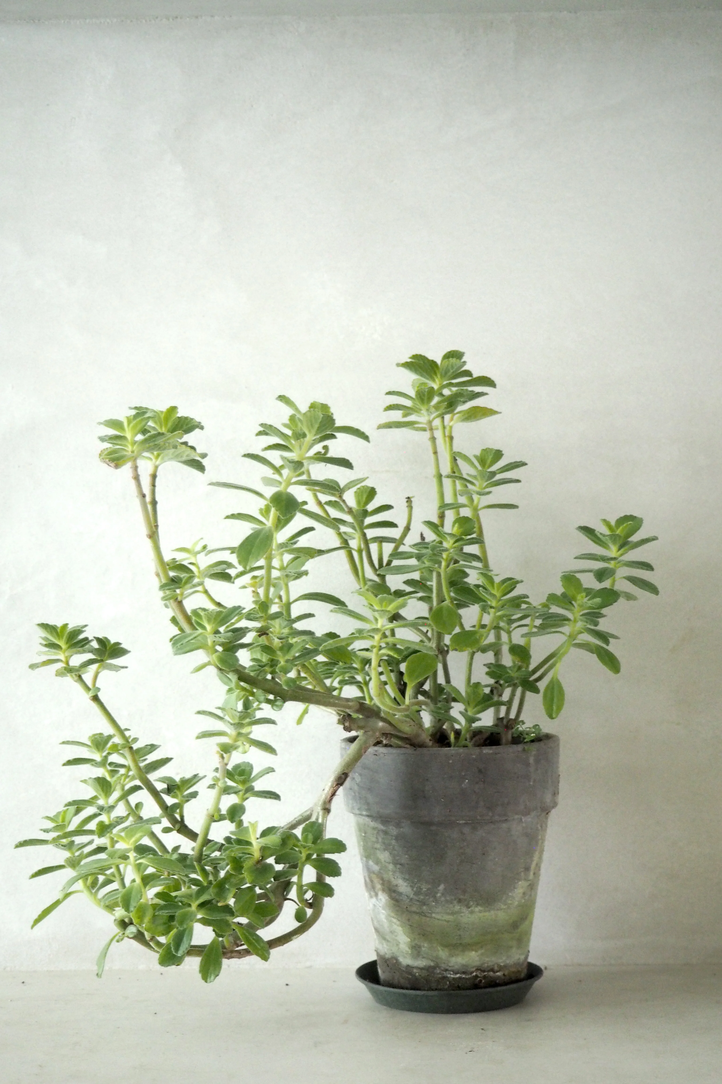 Bedst sælgende planter